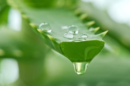 aloe vera