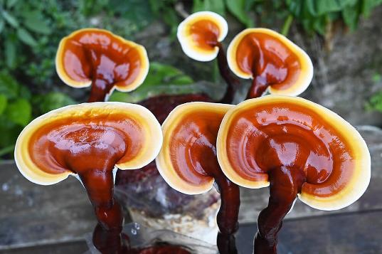 Ciuperca Reishi