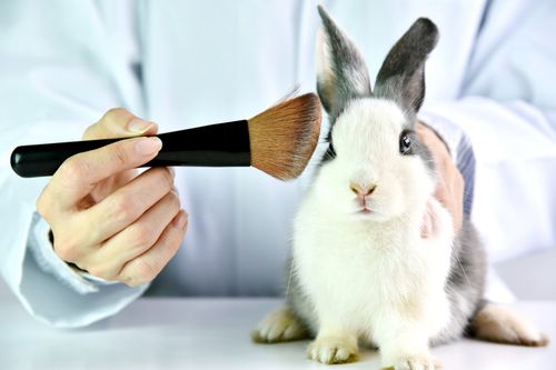 imaginea prezinta un iepuras care este pudrat cu un pamatuf. Imaginea sugereaza faptul ca produsele Life Care nu sunt testate pe animale.