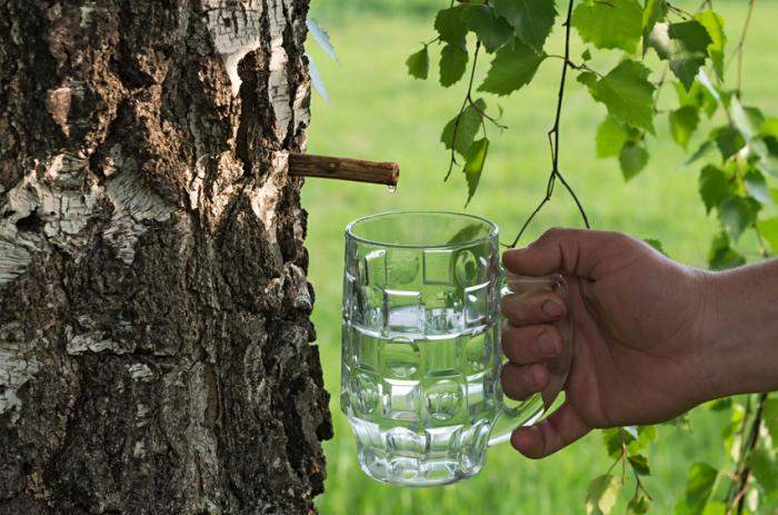 Beneficii si contraindicatii de folosire a sevei de mesteacan