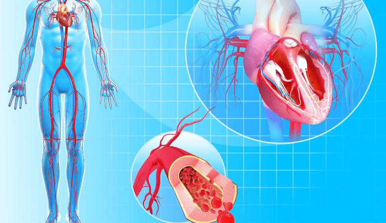 sistemul cardiovascular